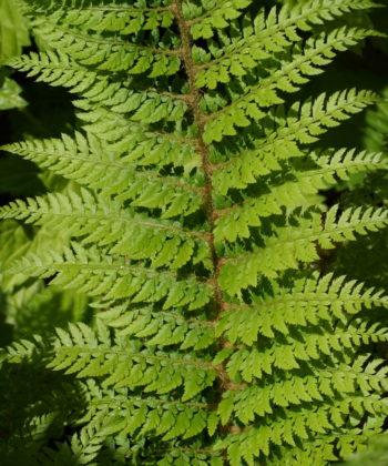 Polystichum setiferum 'Foliosum Superbum' mit seinem feinen Laub.