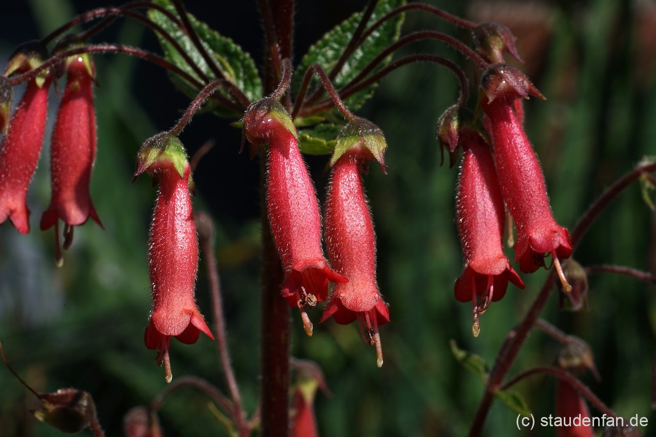 Sinningia 'Towering Inferno'.