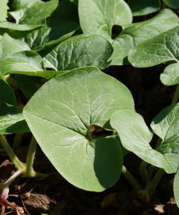 Asarum canadense CW2016153 zeigt nur einen leichten silbrigen Glanz und ist weniger behaart.