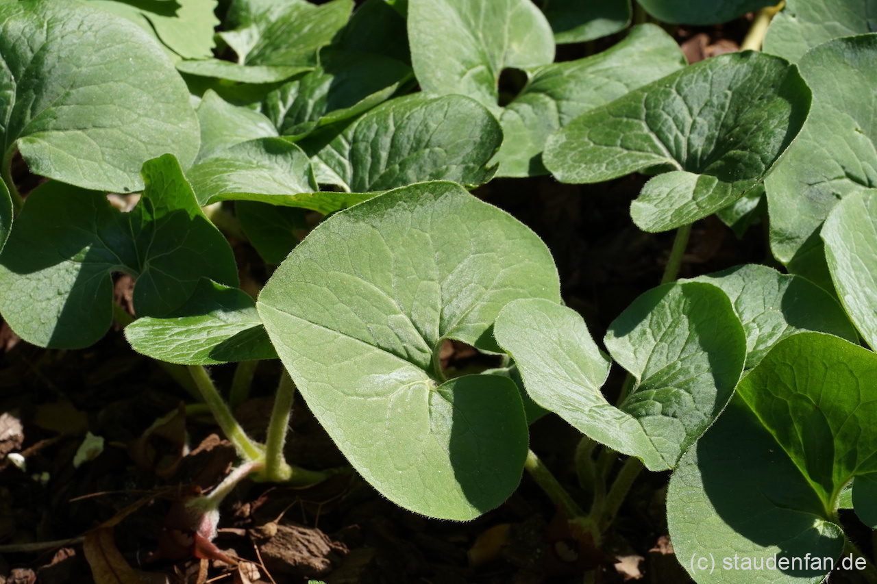 Asarum canadense CW2016153 zeigt nur einen leichten silbrigen Glanz und ist weniger behaart.