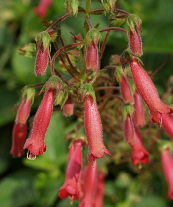 Sinningia 'Towering Inferno' zeichnet sich durch sehr viele Einzelblüten aus.