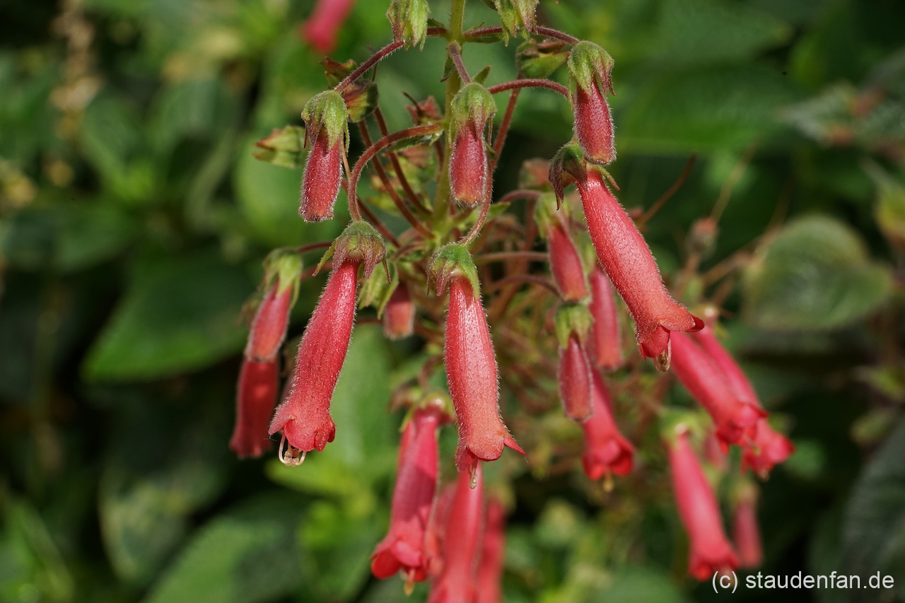 Sinningia 'Towering Inferno' zeichnet sich durch sehr viele Einzelblüten aus.