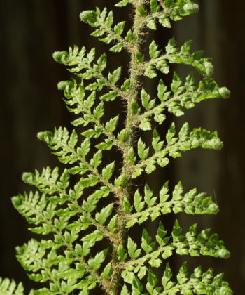 Polystichum setiferum 'Foliosum Superbum' beim Entrollen eines Wedels.