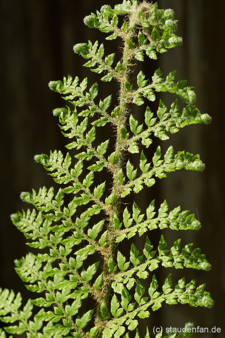 Polystichum setiferum 'Foliosum Superbum' beim Entrollen eines Wedels.