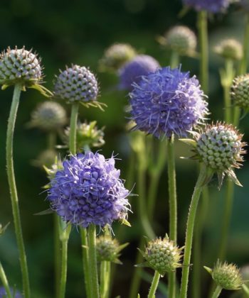 Diese wilde Form des Teufelsabbiss (Succisa pratensis) kann man so auch in der Natur antreffen.