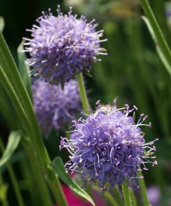 Der Teufelsabbiss Succisa pratensis wächst in jedem nicht zu trockenem Boden.