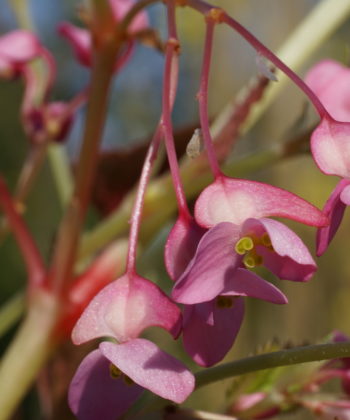 Die rosa Blüten von Begonia sinensis 'Red Undies' erscheinen meist ab September und sind wunderschön.