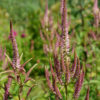 Das leuchtende rosa von Veronicastrum virginicum 'Dora' ist einmalig unter allen Sorten vom Kandelaber Ehrenpreis.