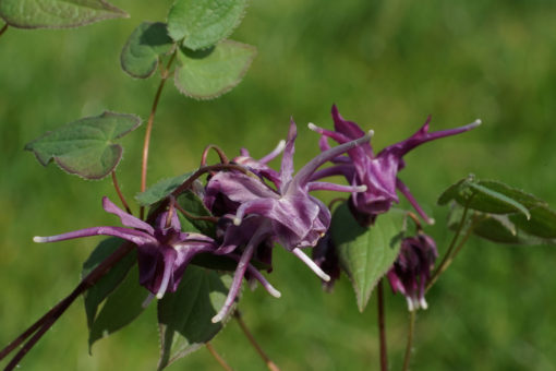 Die Elfenblume Epimedium grandiflorum 'Purple Prince' zeigt, je nach Witterung, einen bläulichen Hauch über der violetten Grundfarbe.