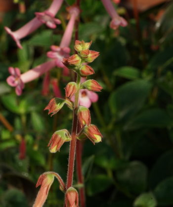 Knospen von Sinningia 'Carolyn'.