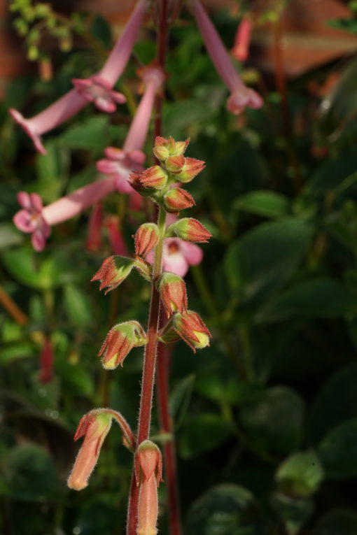 Knospen von Sinningia 'Carolyn'.