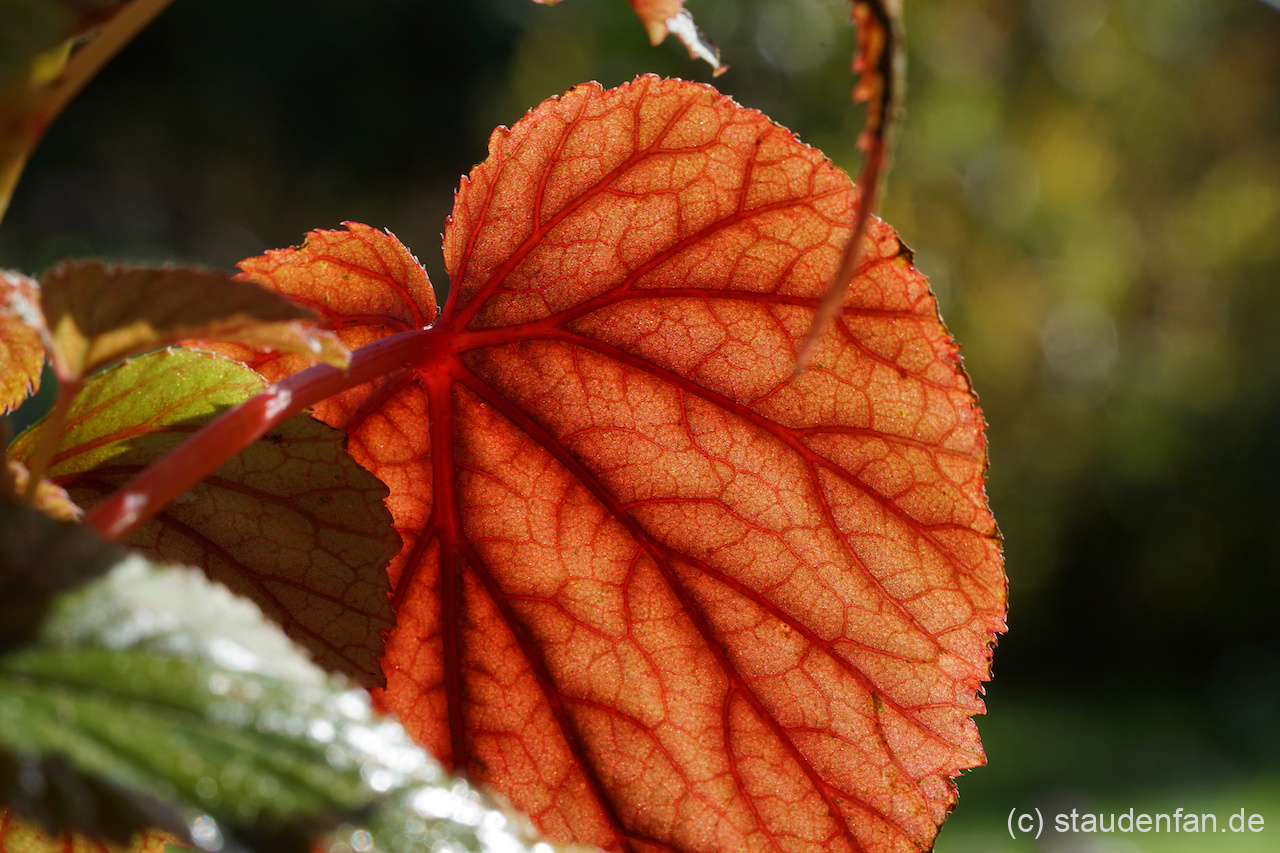 Die winterharte Begonie Begonia sinensis 'Red Undies' hat leuchtend rote Blattunterseiten. Daher der Name "rote Unterhöschen".