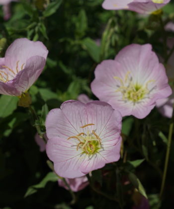 Oenothera speciosa CW2016240.