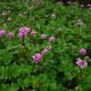 Diese Form von Persicaria runcinata brachte ein Staudenfreund von einer Expedition aus Nepal mit, weshalb wir ihn als ‚Ex Nepal‘ führen.