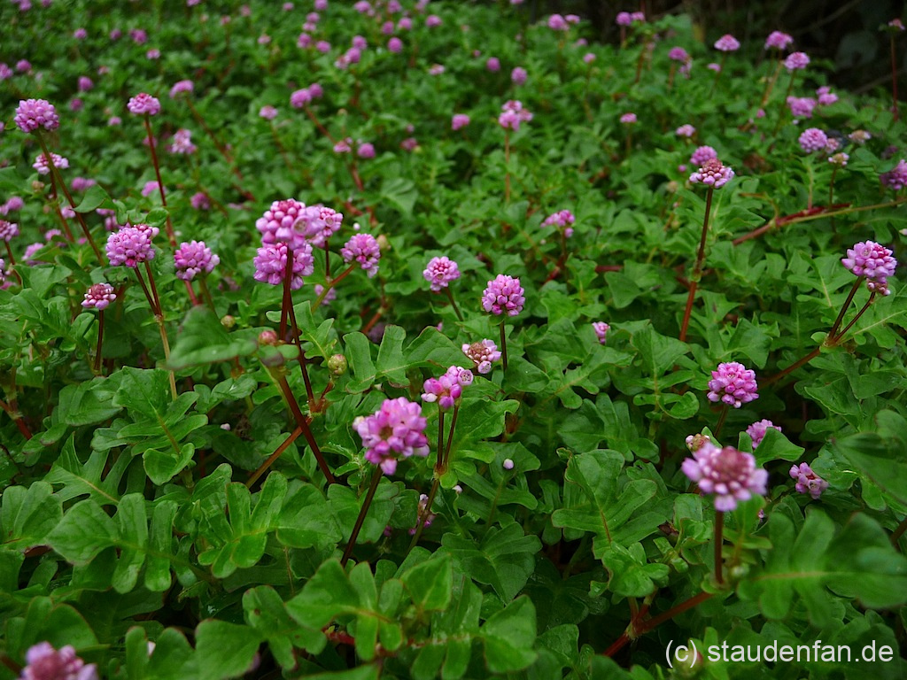 Diese Form von Persicaria runcinata brachte ein Staudenfreund von einer Expedition aus Nepal mit, weshalb wir ihn als ‚Ex Nepal‘ führen.