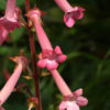 Sinningia 'Carolyn' ist eine Hybride aus Sinningia tubiflora und Sinningia warmingii.