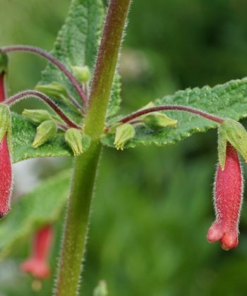 Sinningia 'Cherries Jubilee' ist eine neue Sorte, die wir aus den USA eingeführt haben.