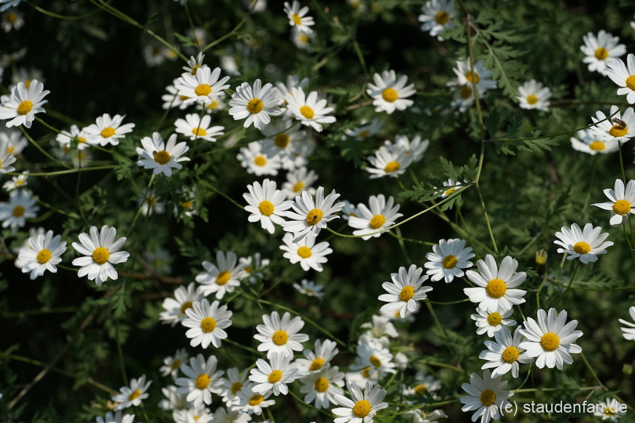Tanacetum parthenifolium Geo23:17 bildet üppige Blütenbüsche.