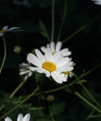 Tanacetum parthenifolium Geo23:17 hat simple, aber schöne Blüten.