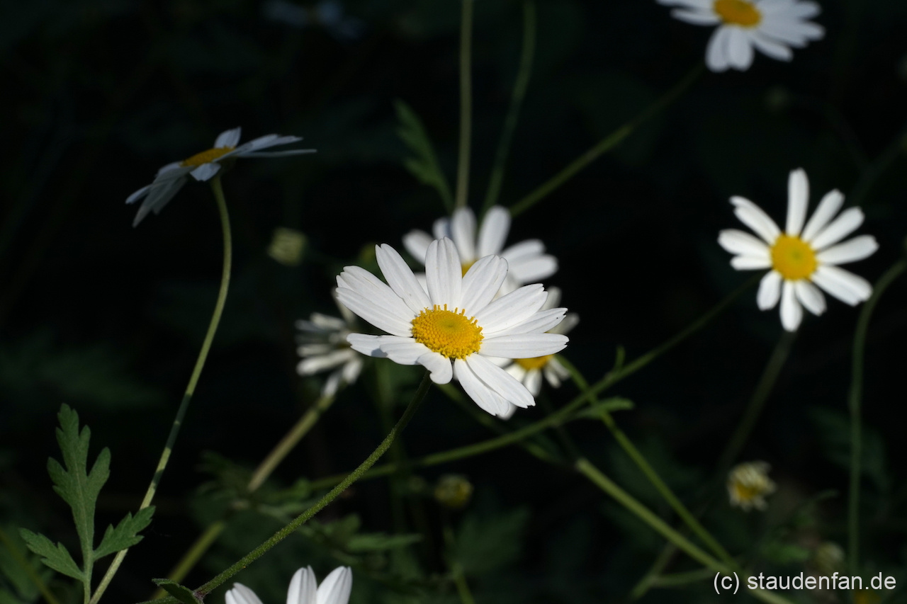 Tanacetum parthenifolium Geo23:17 hat simple, aber schöne Blüten.