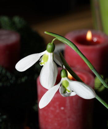 Auch in der Vase erfreut 'Three Ships' den Schneeglöckchenfreund.