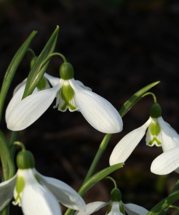 Das Galanthus 'Three Ships' wurde passend nach dem alten englischen Weihnachtslied benannt.