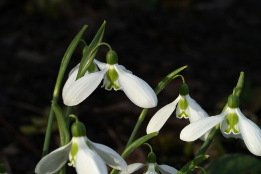 Das Galanthus 'Three Ships' wurde passend nach dem alten englischen Weihnachtslied benannt.