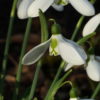 Galanthus 'Three Ships'.