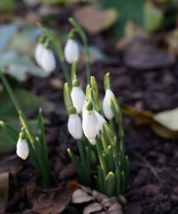 Galanthus 'Three Ships' Anfang Dezember im Garten.