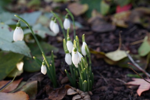 Galanthus 'Three Ships' Anfang Dezember im Garten.