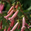 Sinningia 'Arkansas Bells'.