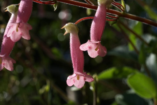 Sinningia 'Arkansas Bells' changiert je nach Witterung zwischen apricot und zartrosa.