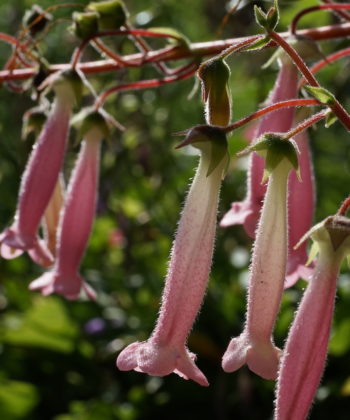 Sinningia 'Arkansas Bells' ist eine sehr großblütige Züchtung aus den USA.