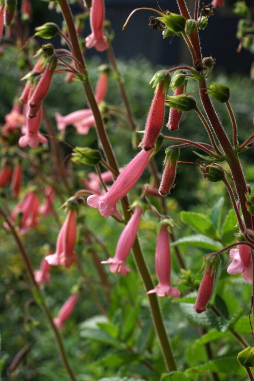 Sinningia 'Arkansas Bells' zeichnet sich durch den aufrechten Habitus aus.