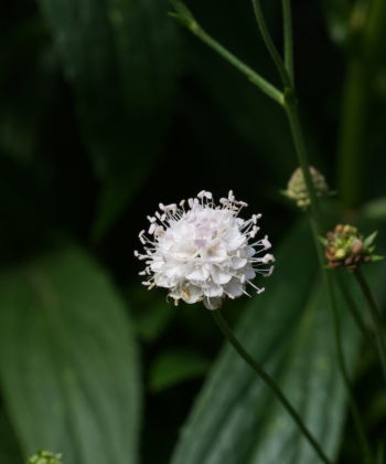 Succisella petteri ist eine sehr kompakte Wildart.