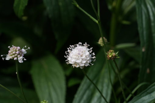 Succisella petteri ist eine sehr kompakte Wildart.