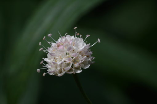 Succisella petteri zeigt ab und an zartrosa Knospen.