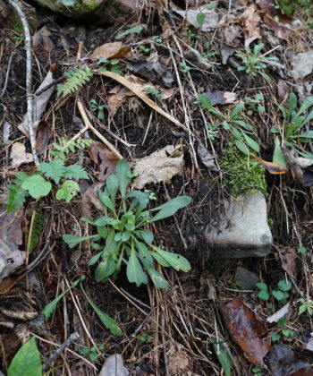 Blattrosetten von Silene virginica im Waldrand am Duskin Creek.