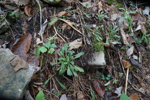 Blattrosetten von Silene virginica im Waldrand am Duskin Creek.