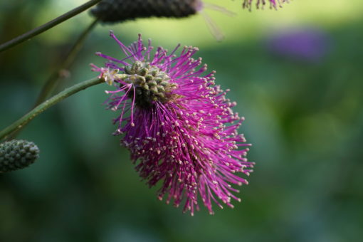 Die bürstenartigen Blütenstände von Sanguisorba hakusanensis 'Alster Luft'.