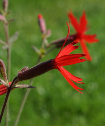 Eine frische Blüte von Silene virginica CWAH2018176.