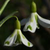 Galanthus 'Veronica Cross'.