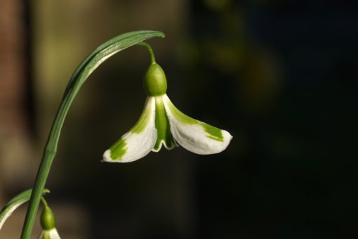 Galanthus 'Veronica Cross' ist eine ungewöhnliche, wüchsige und reichblühende Neuheit.