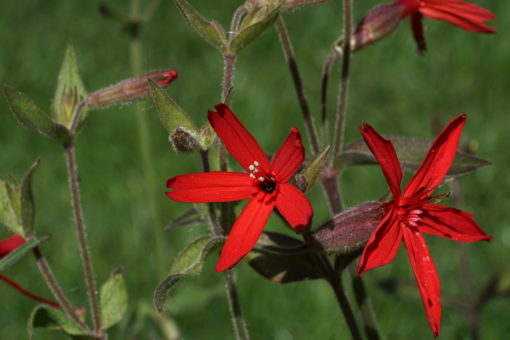 Silene virginica CWAH2018176 blüht sehr früh, meist schon Ende April.