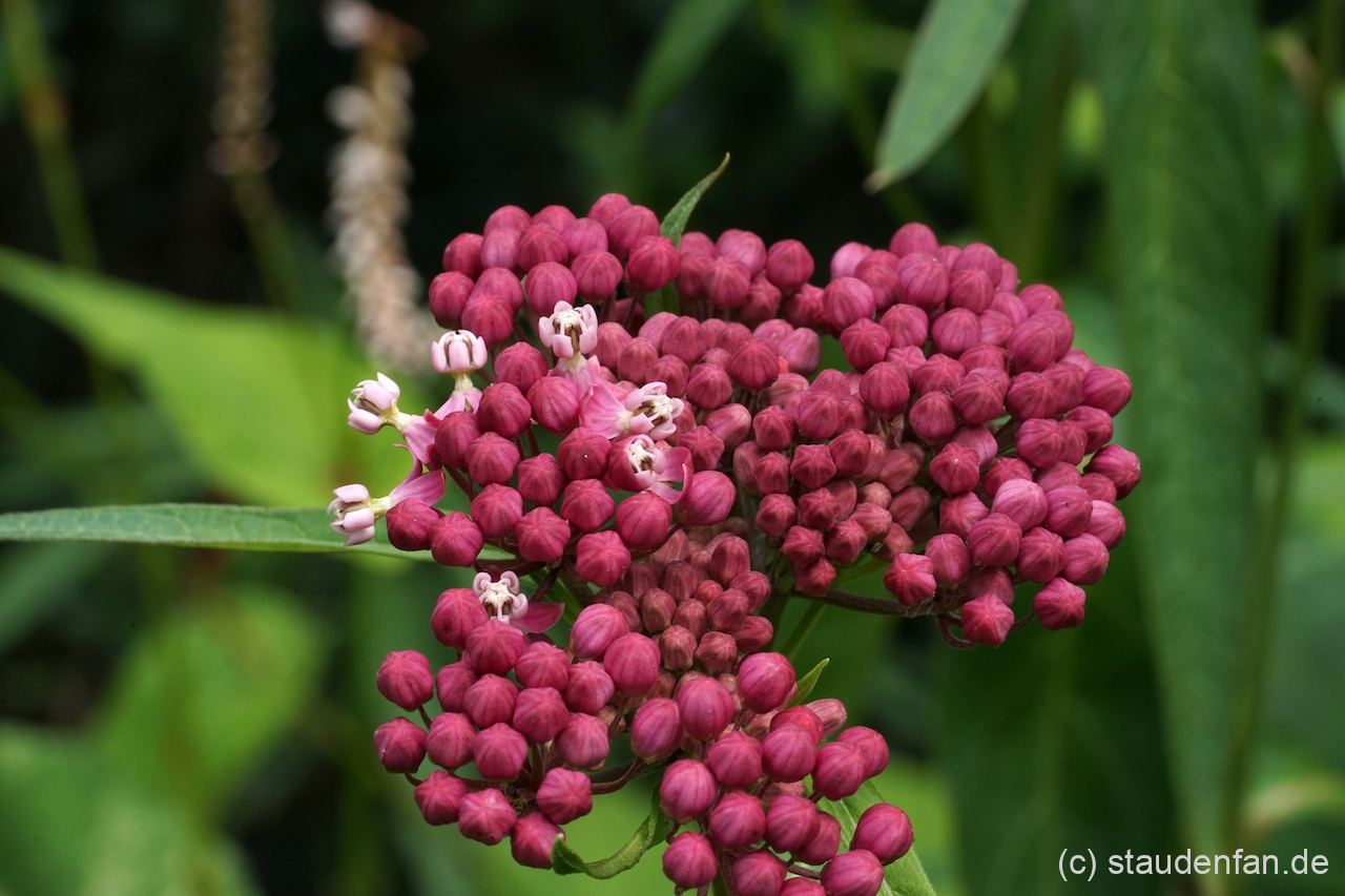 Asclepias incarnata CW201666 besitzt leuchtstarke Blütenknospen.