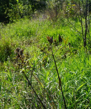 Asclepias incarnata CW201666 stammt aus Minnesota.