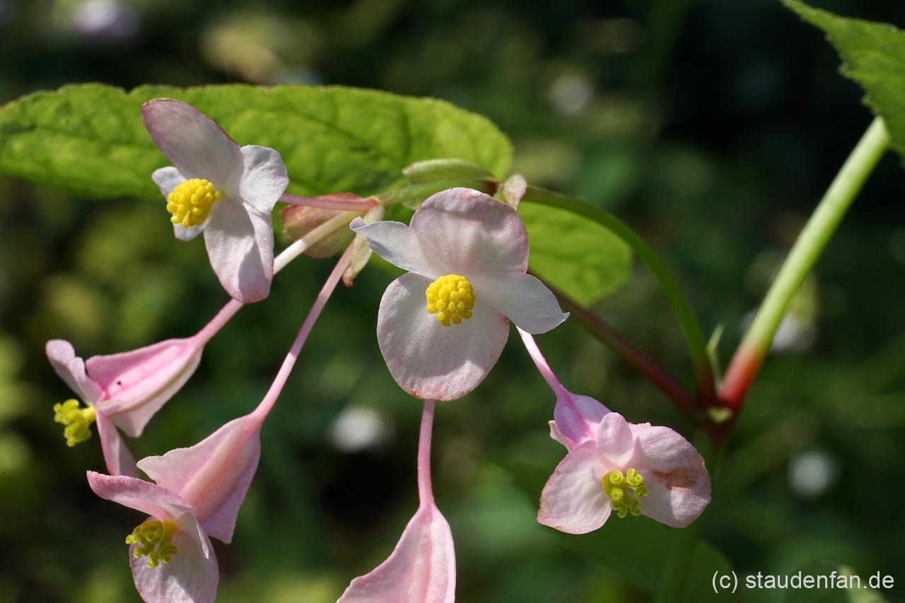 Begonia sinensis ist früh- und reichblühend.
