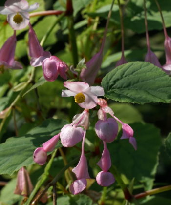 Begonia sinensis ist in allen Teilen zarter als die bekannte Schwester aus Japan.