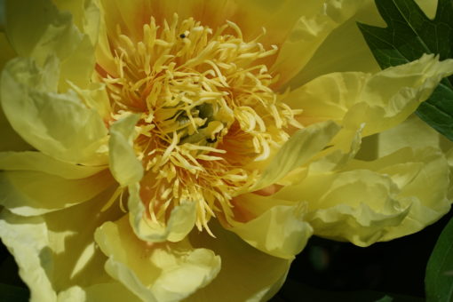 Das Blüteninnere von Paeonia 'Garden Treasure' ist dunkel abgesetzt.