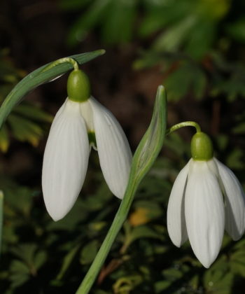 Das Galanthus 'Bill Bishop' zeigt bei fast normalen Habitus, riesige Blüten.